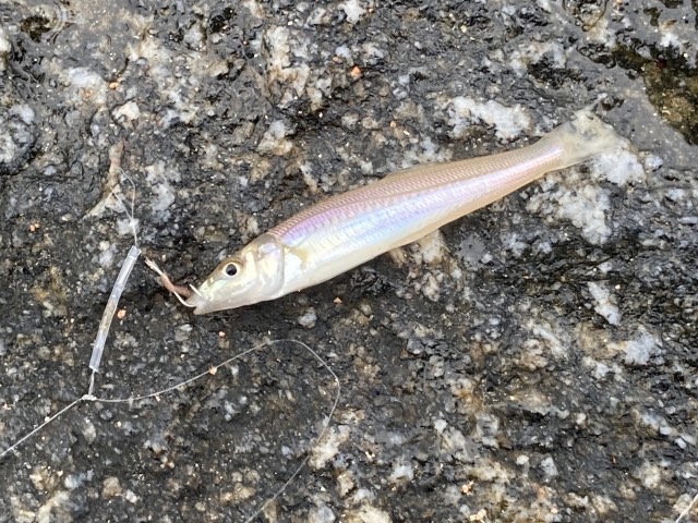 チョイ投げ釣りのイメージがわきやすいように